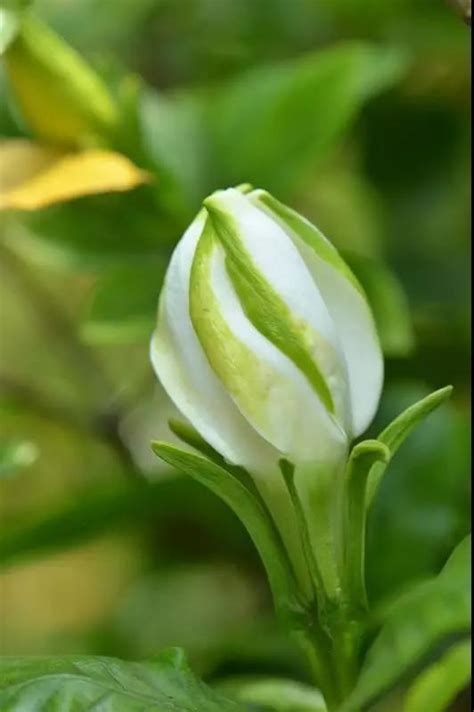 白蟬 梔子花